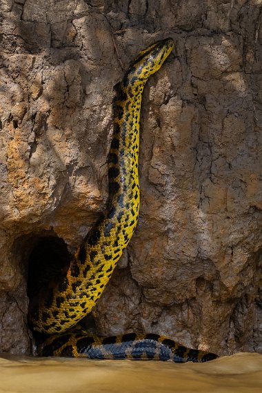 075 Noord Pantanal, gele anaconda.jpg